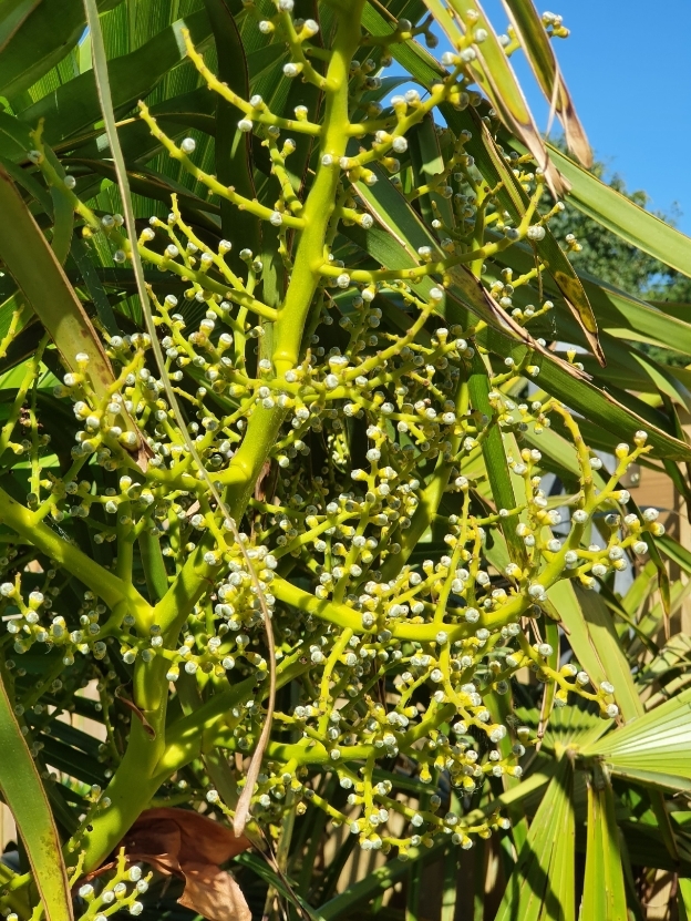 Trachycarpus fortunei 22jun22 (3).jpg