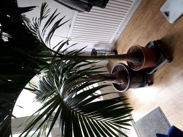 Spindle Palm.jpg