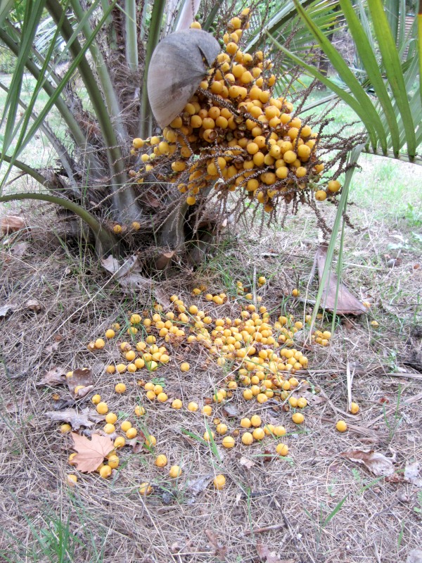 Butia capitata bessen1 9 sept 2022.jpg