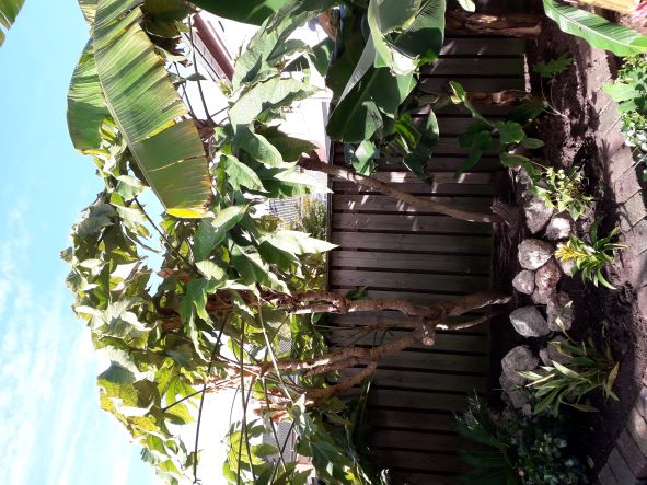 tetrapanax.jpg