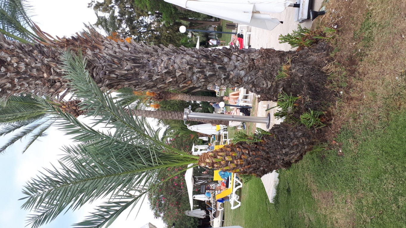 palm bodrum (Middel).jpg