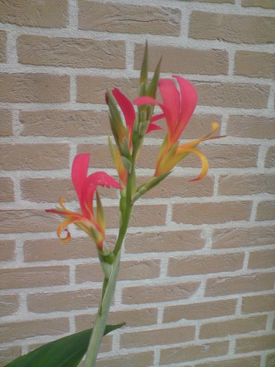 DSC00980.JPG
