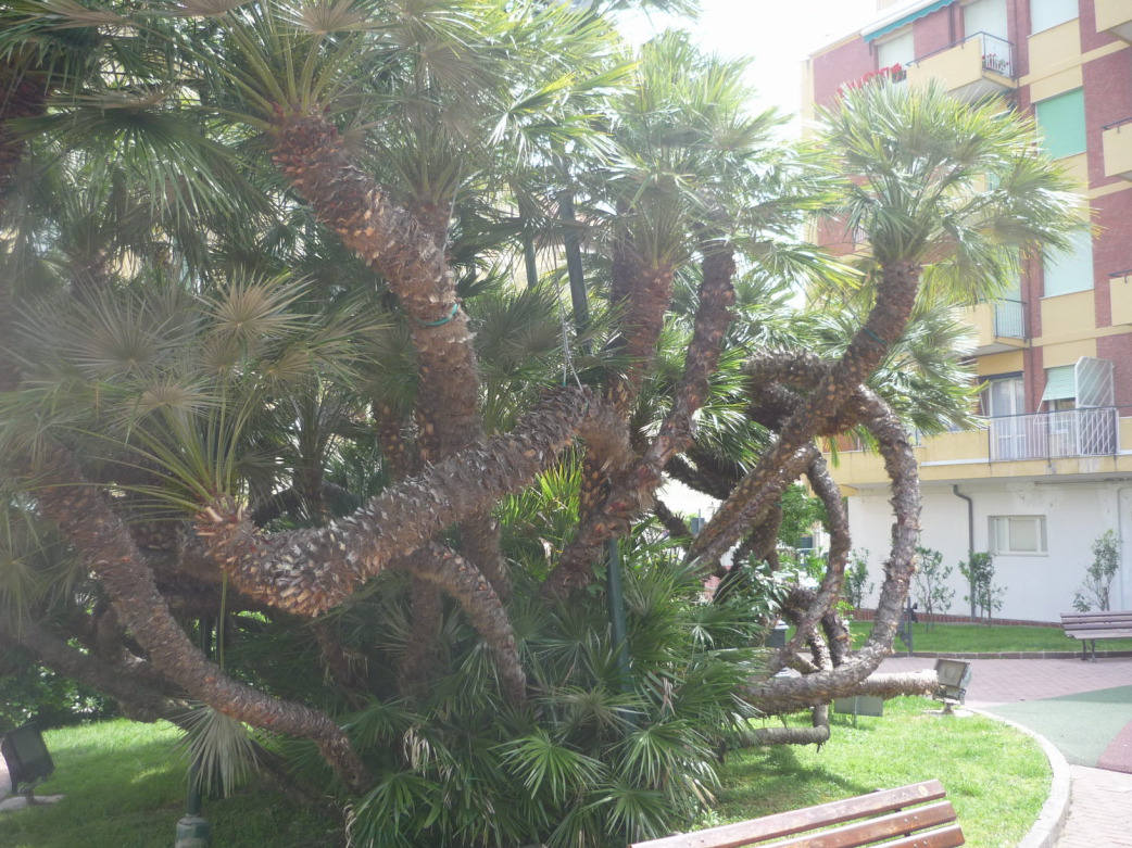 P1020021_v1.JPG
