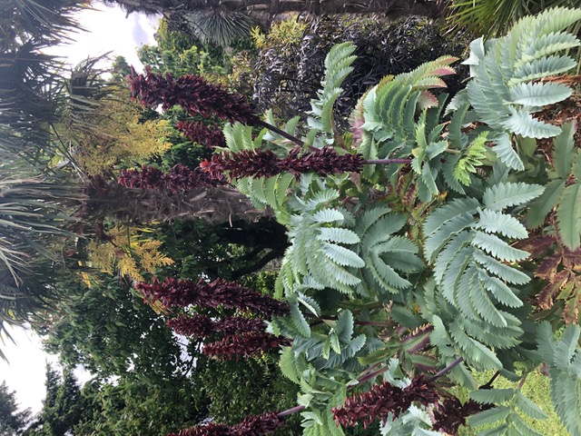 Melianthus Major.2.jpg
