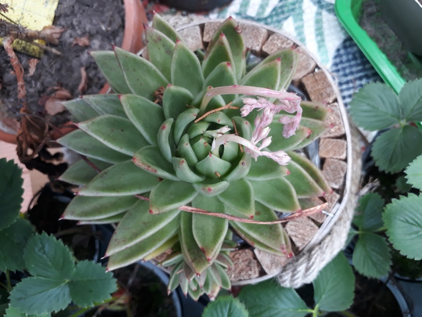 echeveria.jpg