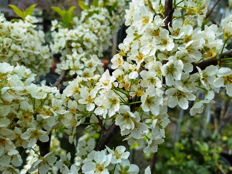 Bloeiende Pluerry.jpg