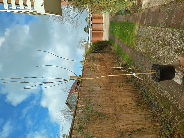 Magnolia champaca.jpg