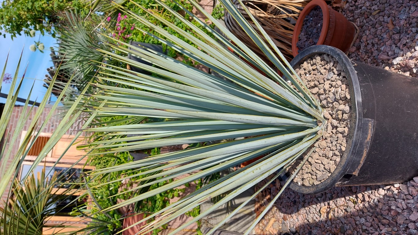 Yucca rostrata x rigida (Middel).jpg