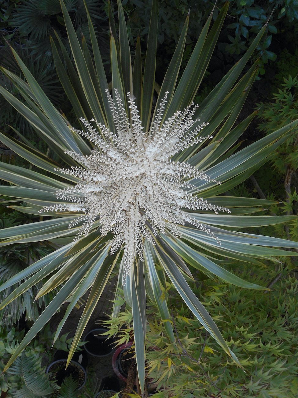Cordyline australis 'Torbay Dazzler'.jpeg