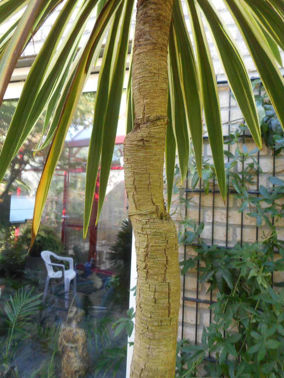 Cordyline.jpeg