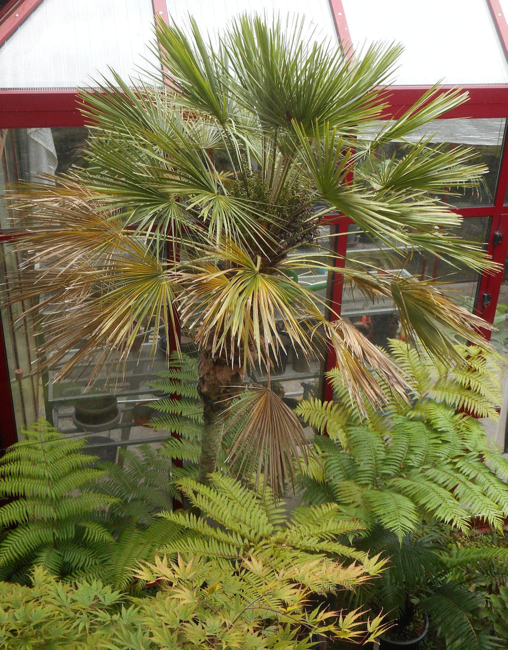 Chamaerops humilis var. arborescens.jpeg