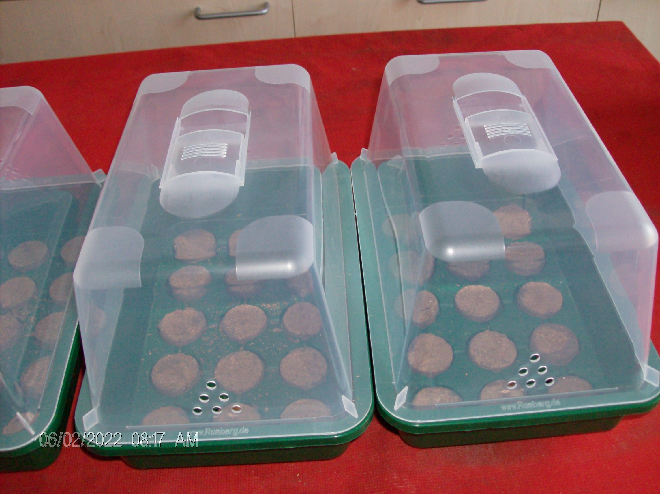 HPIM2068 mini greenhouse with swelling tablets with lid.JPG