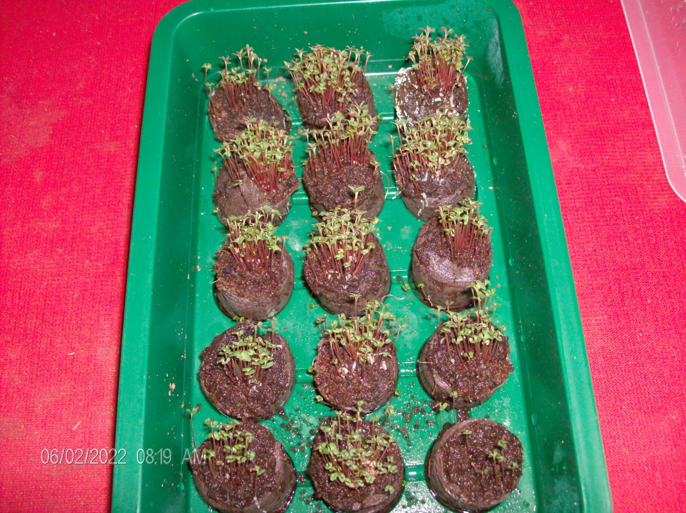 HPIM2071 mini greenhouse with germinated seeds of E. cinerea.JPG
