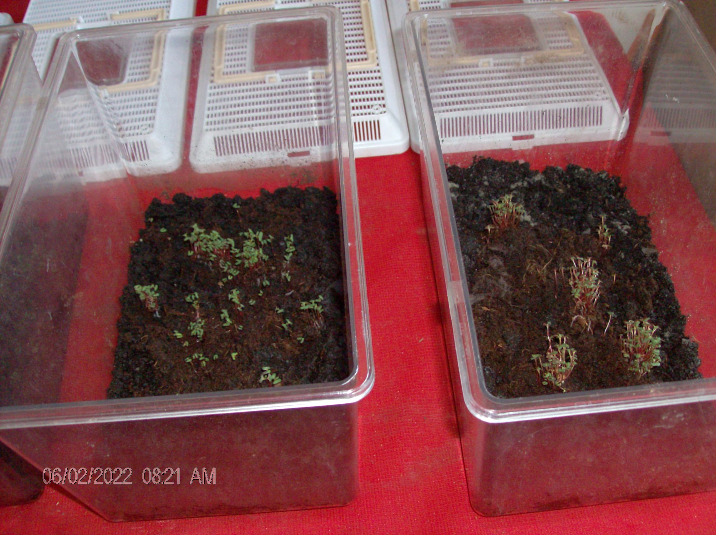 HPIM2074 seedlings E. cinerea.JPG