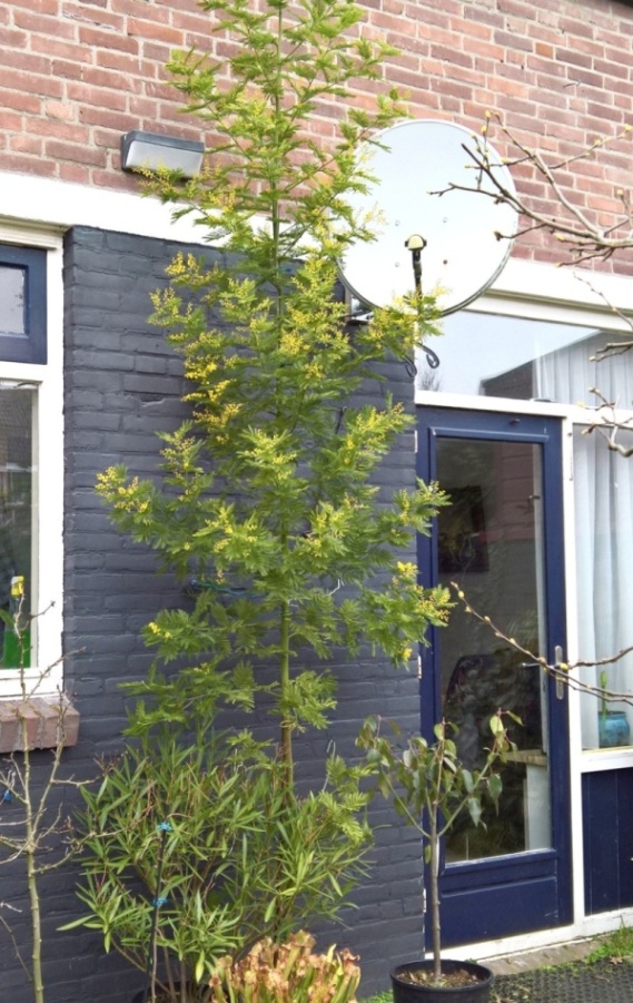 Acacia dealbata 2022.jpg