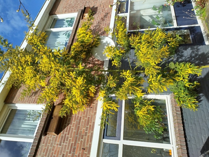 Acacia dealbata 2023.jpg