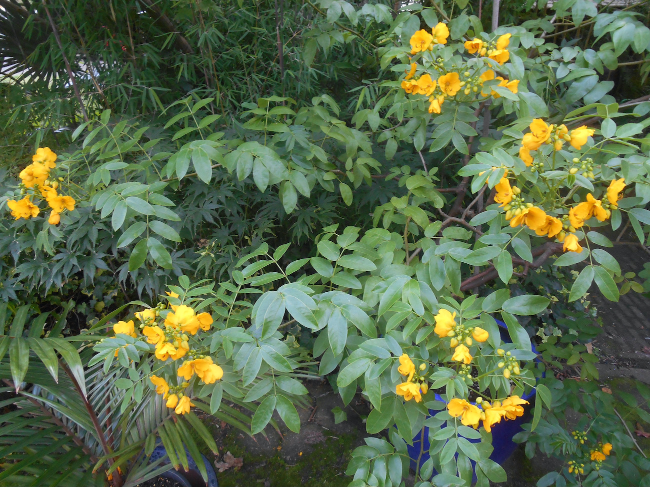 Senna floribunda.jpeg