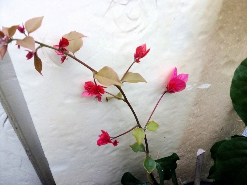 bougainvillea.jpg