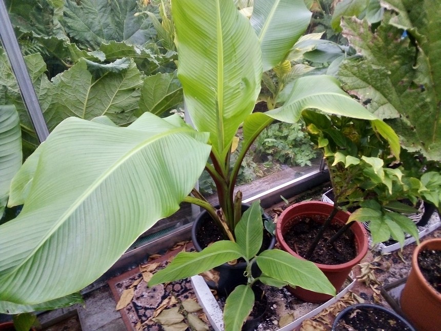 Ventricosum en acuminata.jpg