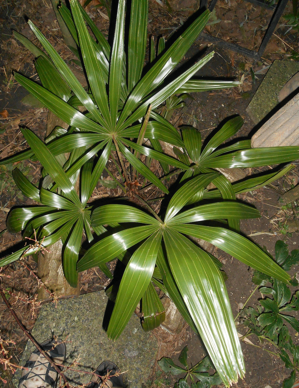 Rhapidophyllum hystrix 1.jpeg