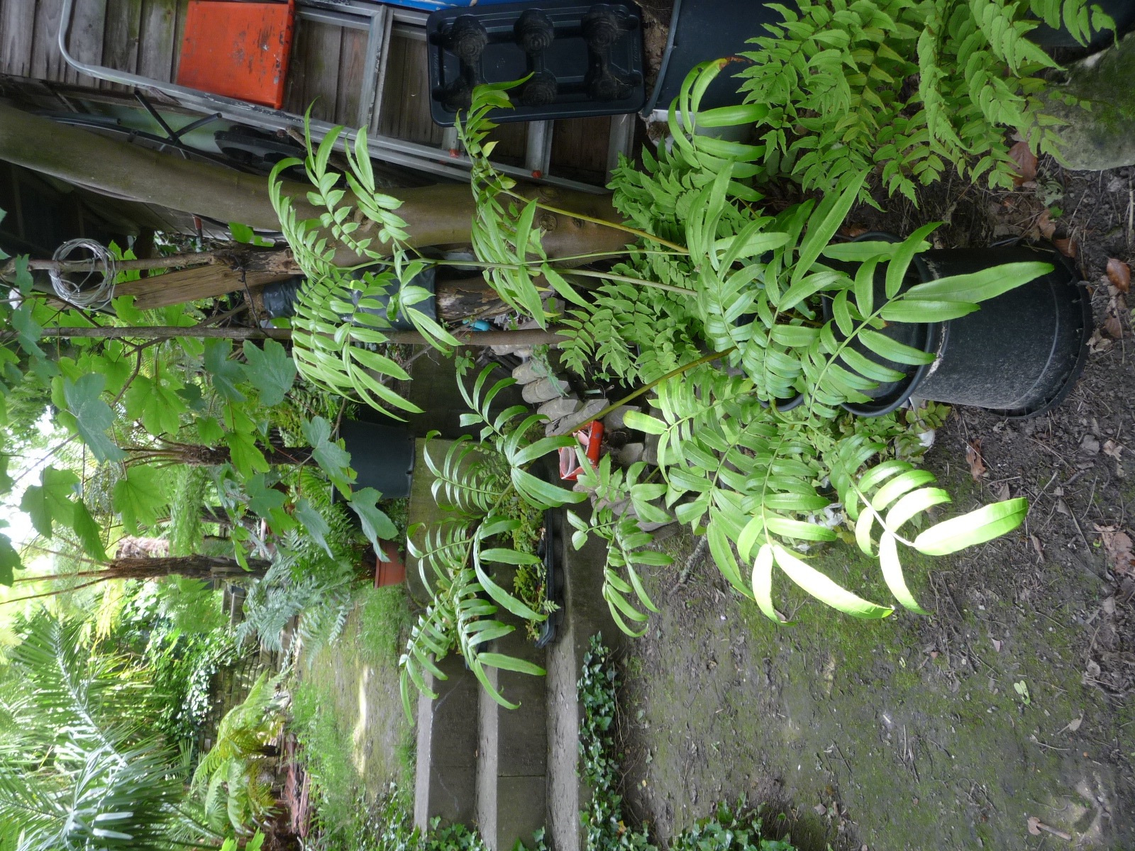 P1110954.jpeg