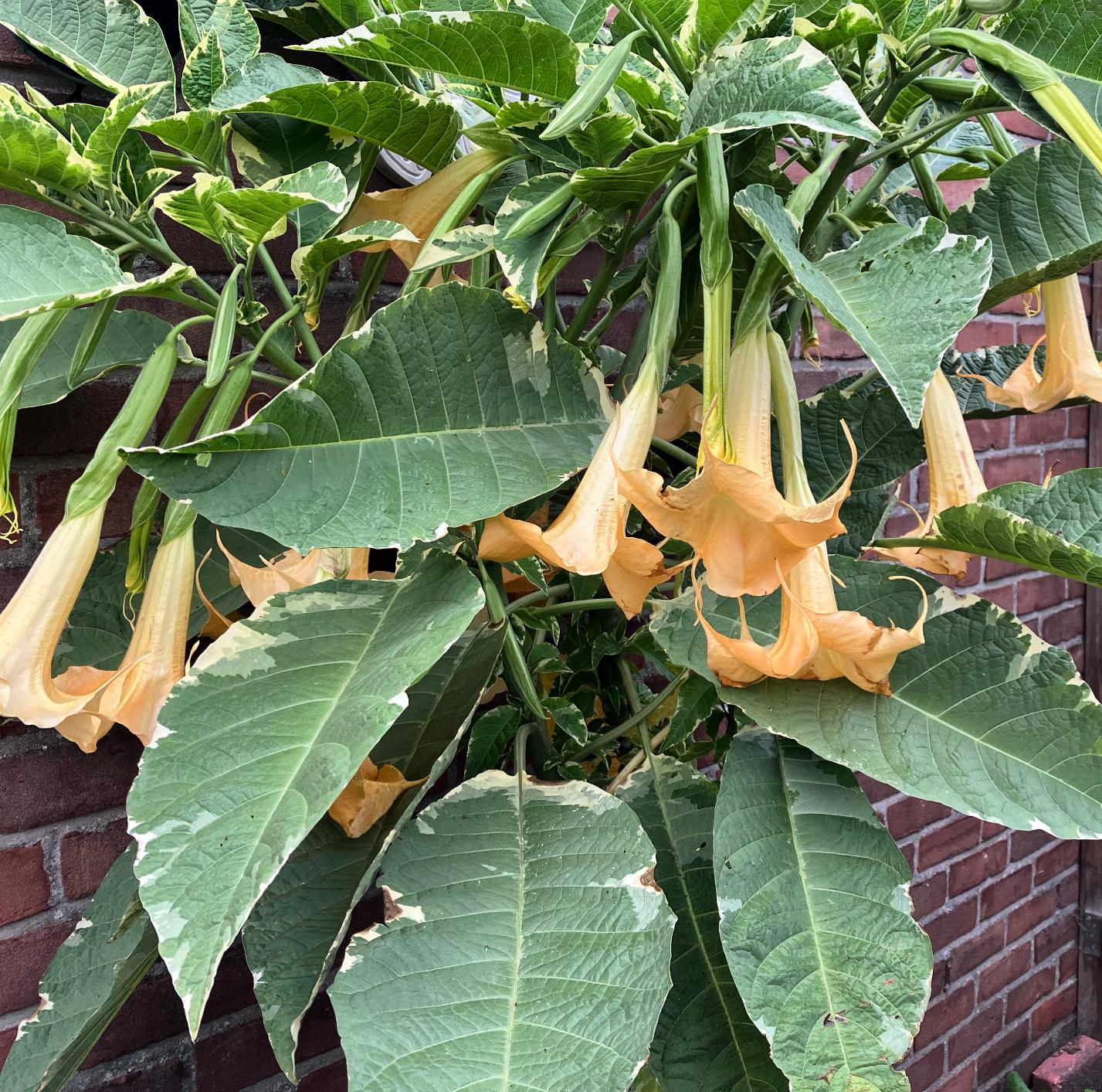 Brugmansia Maya.jpeg