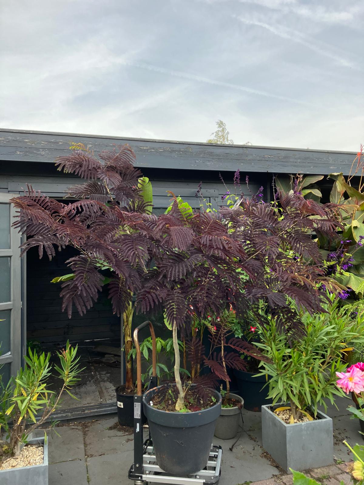 Albizia julibrissin 'Summer Chocolate'.jpeg