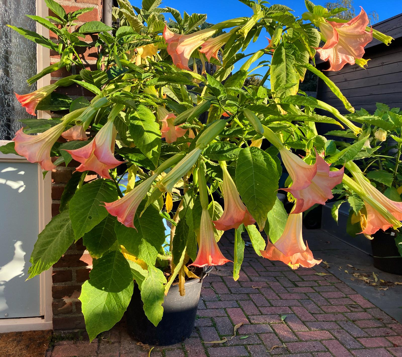 Brugmansia No-ID Roze.jpeg