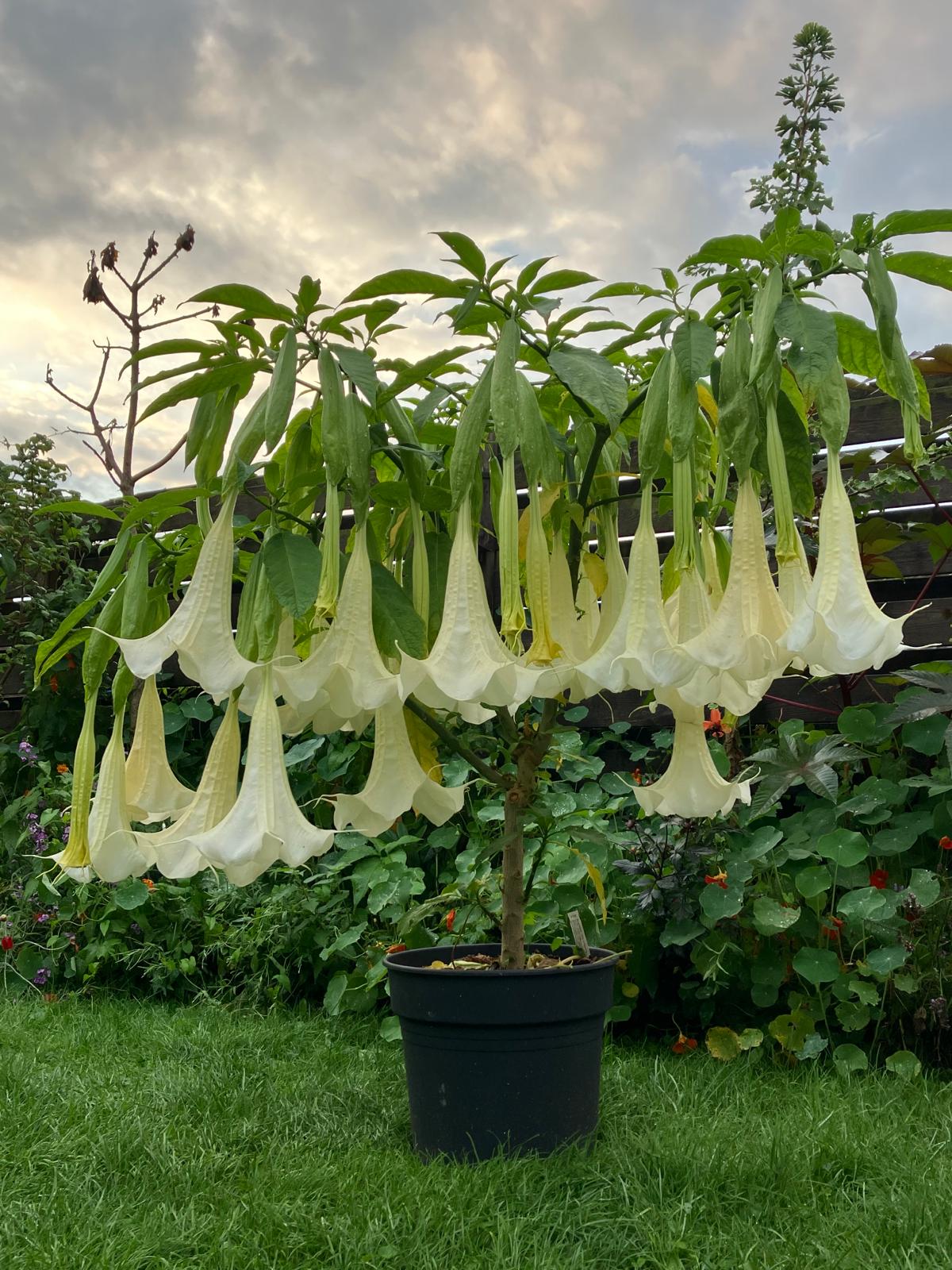 Brugmansia Pride of Hannover.jpeg
