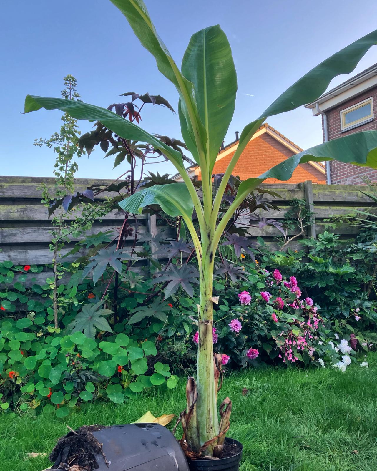 Ensete glaucum.jpeg