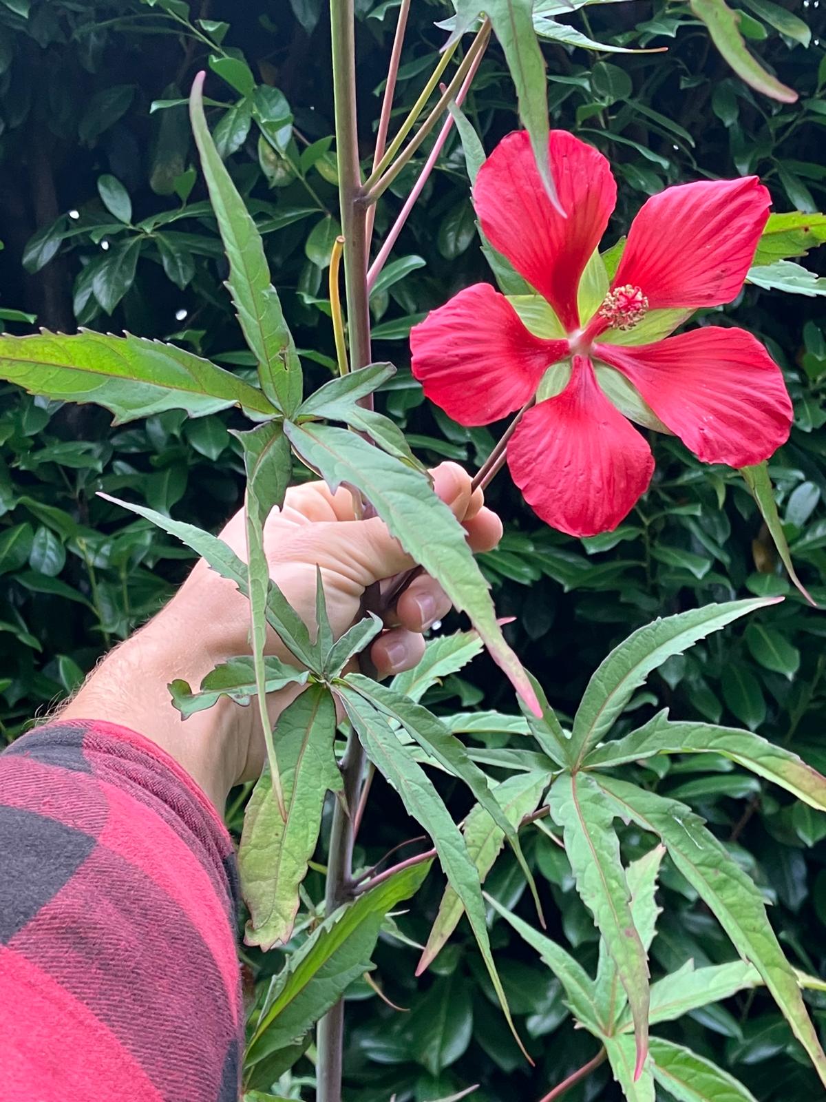 Hibiscus coccineus.jpeg