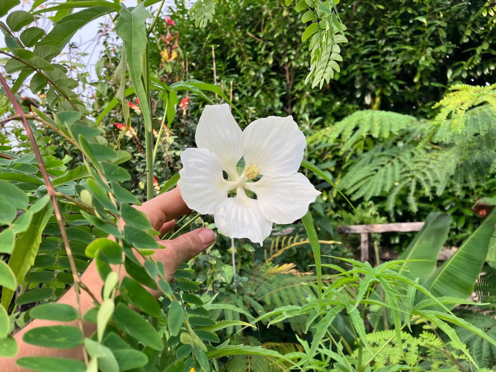 Hibiscus coccineus f. alba.jpeg