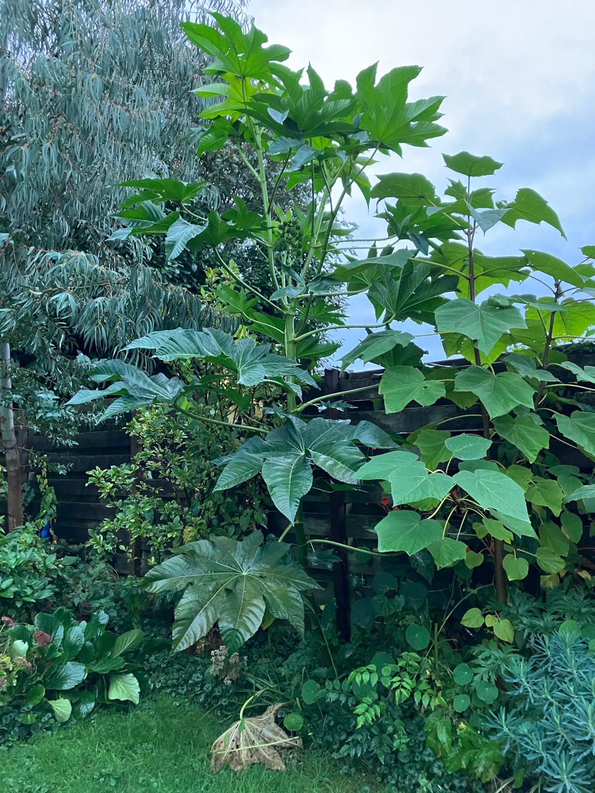 Ricinus communis 'Zanzibariensis'.jpeg