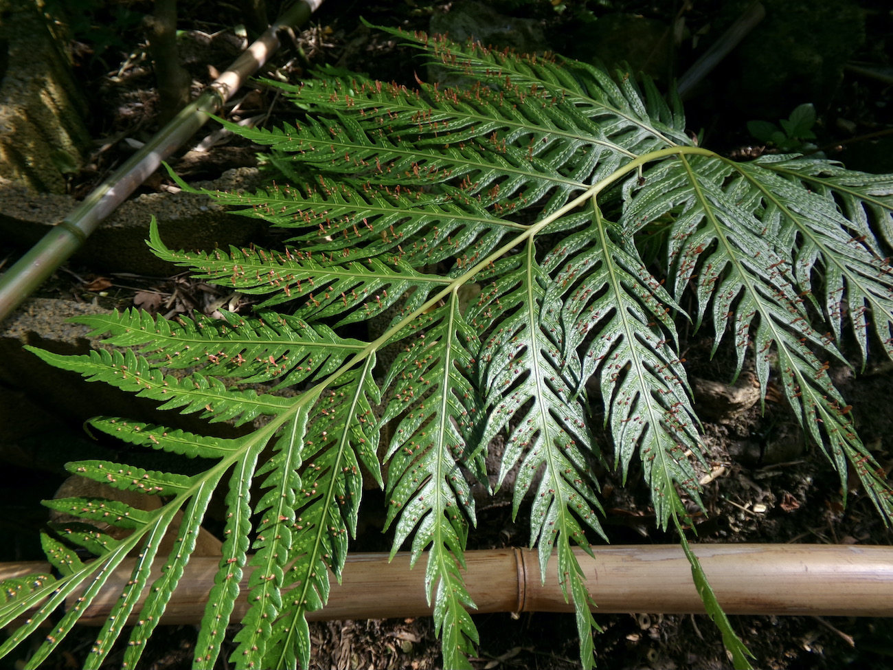 Woodwardia orientalis.jpeg