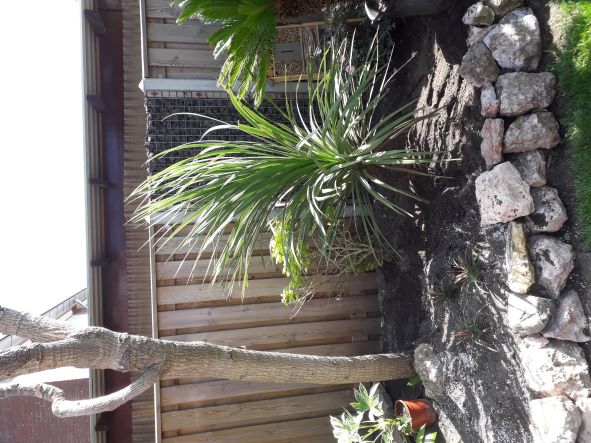 Cordyline.jpg