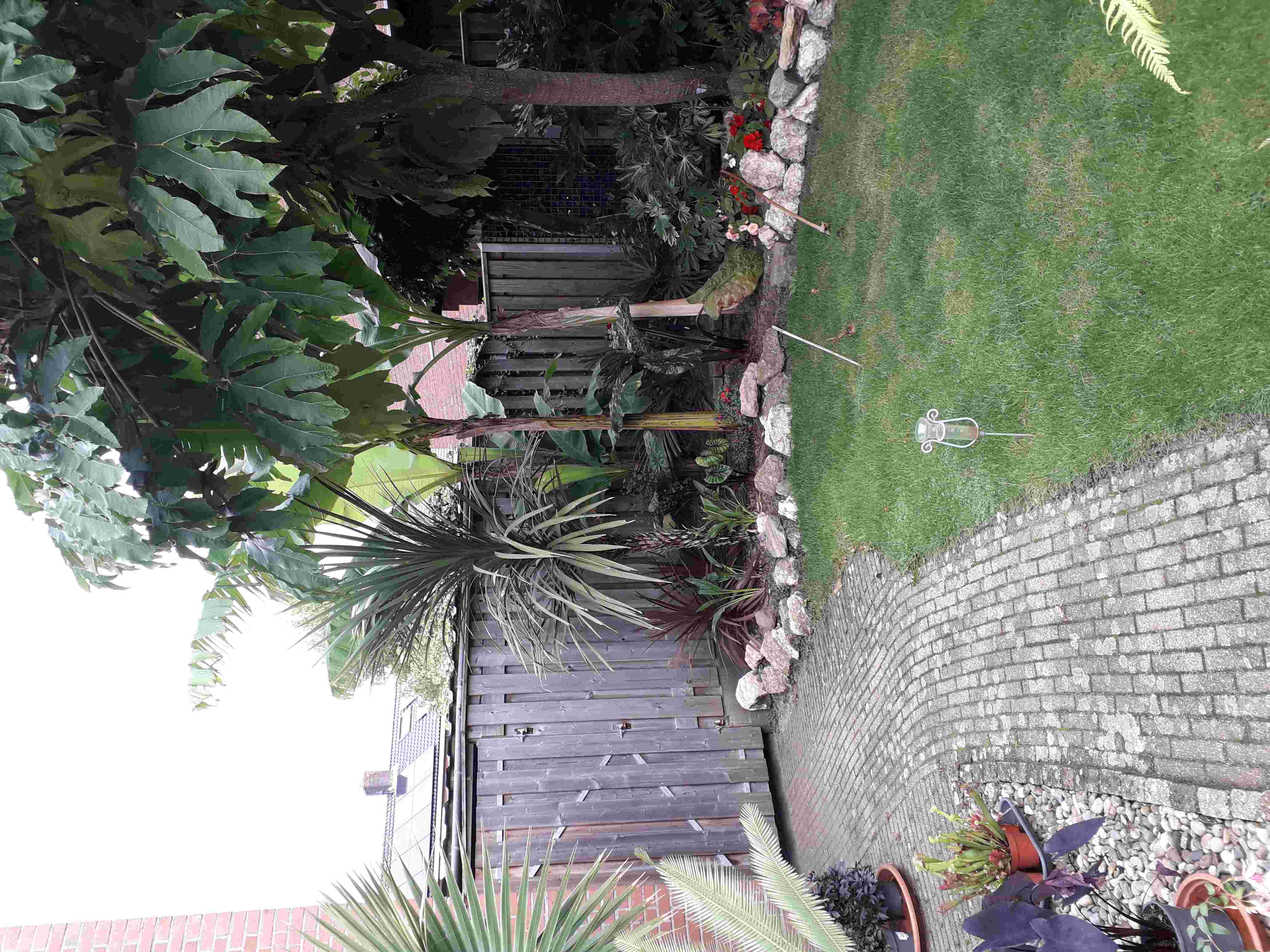 cordyline1.jpg