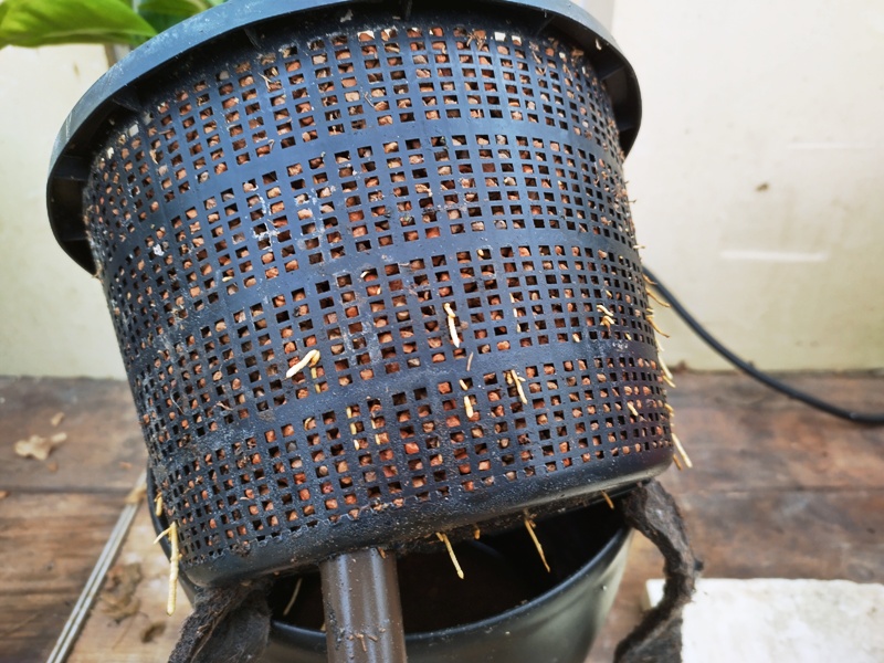 Wortels Ugly stek.jpg