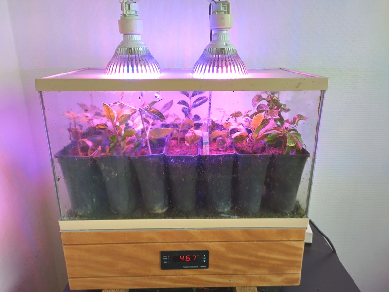 Plantencouveuse.jpg