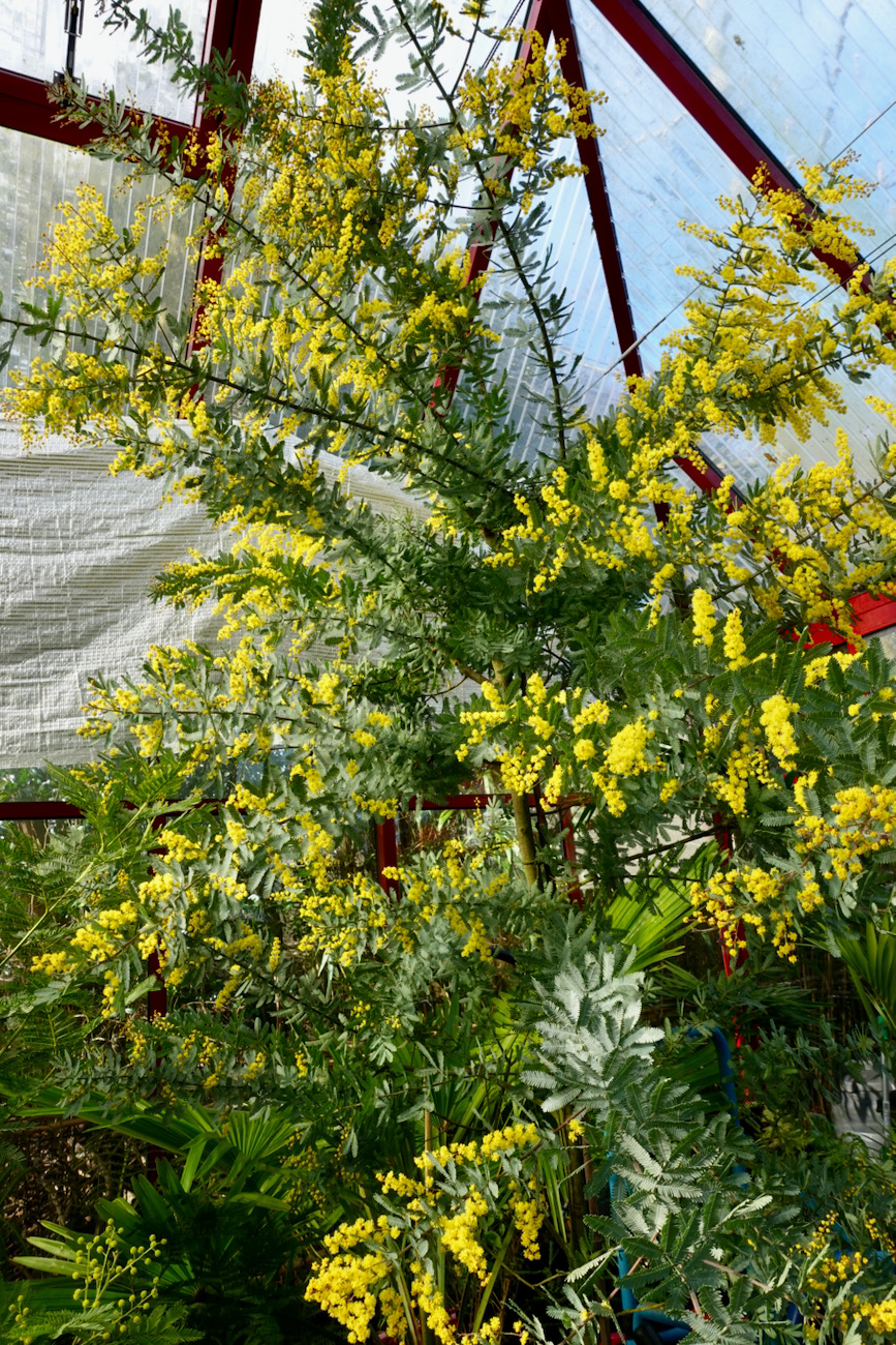 Acacia baileyana 'Purpurea'.jpeg