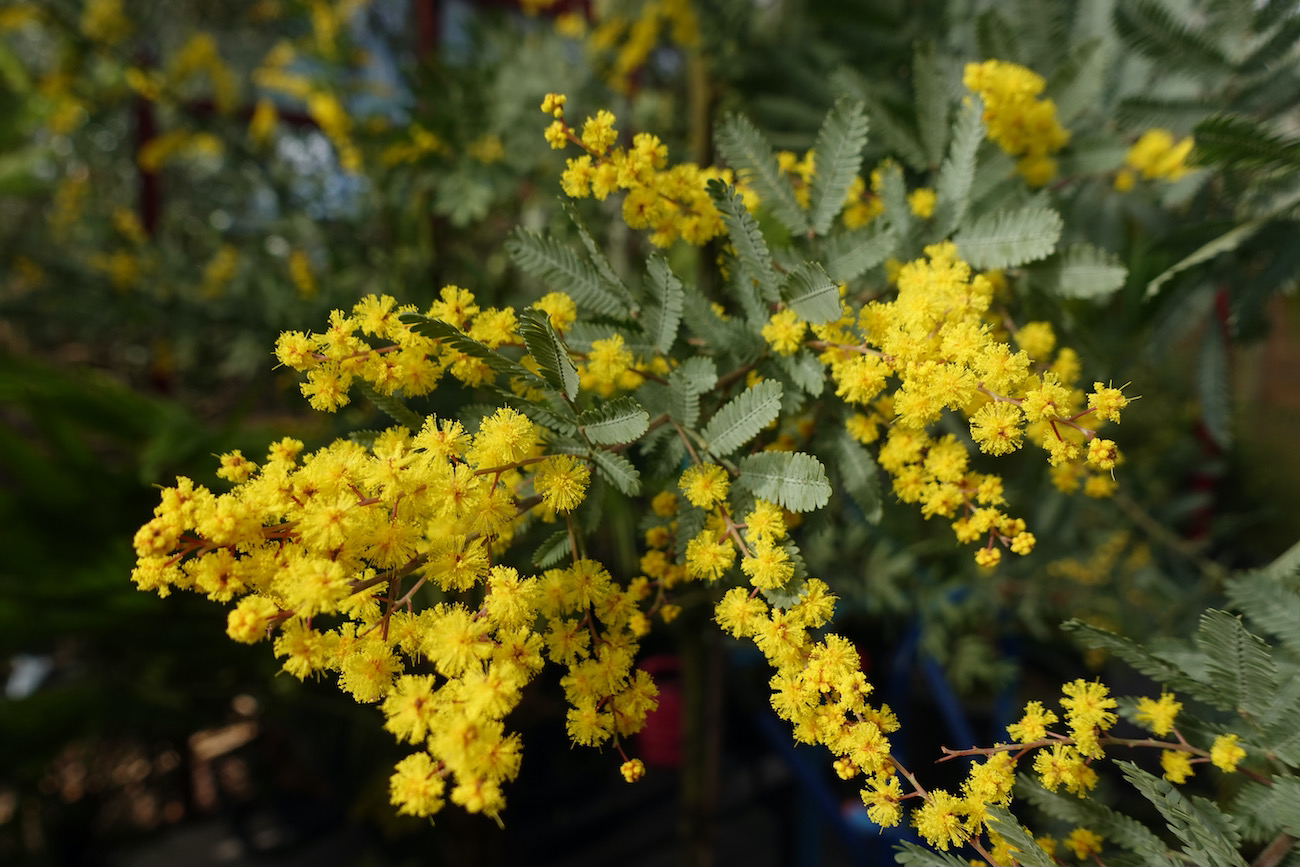 Acacia baileyana %22Purpurea'.jpeg
