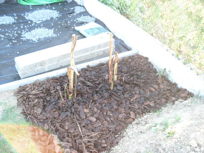 Canna musafolia 201004.JPG