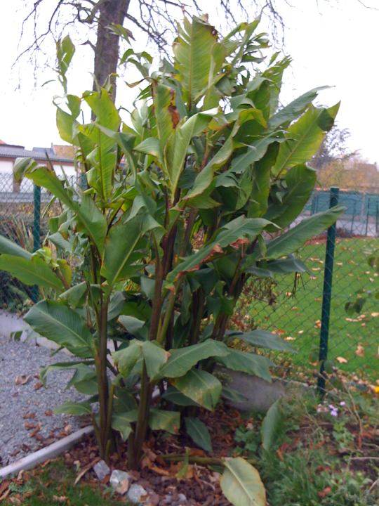 Canna musafolia 201011.jpg