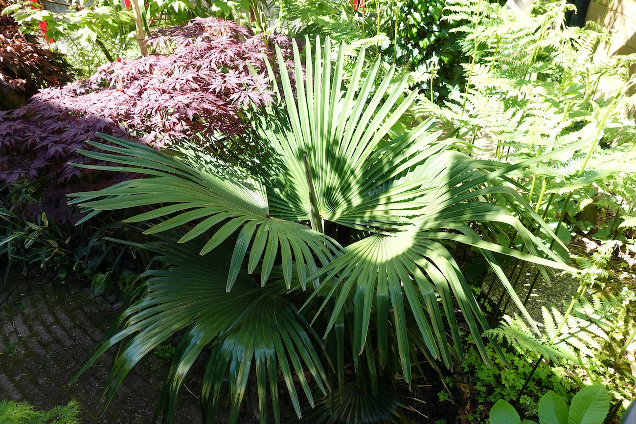 Trachycarpus princeps x wagnerianus.jpeg