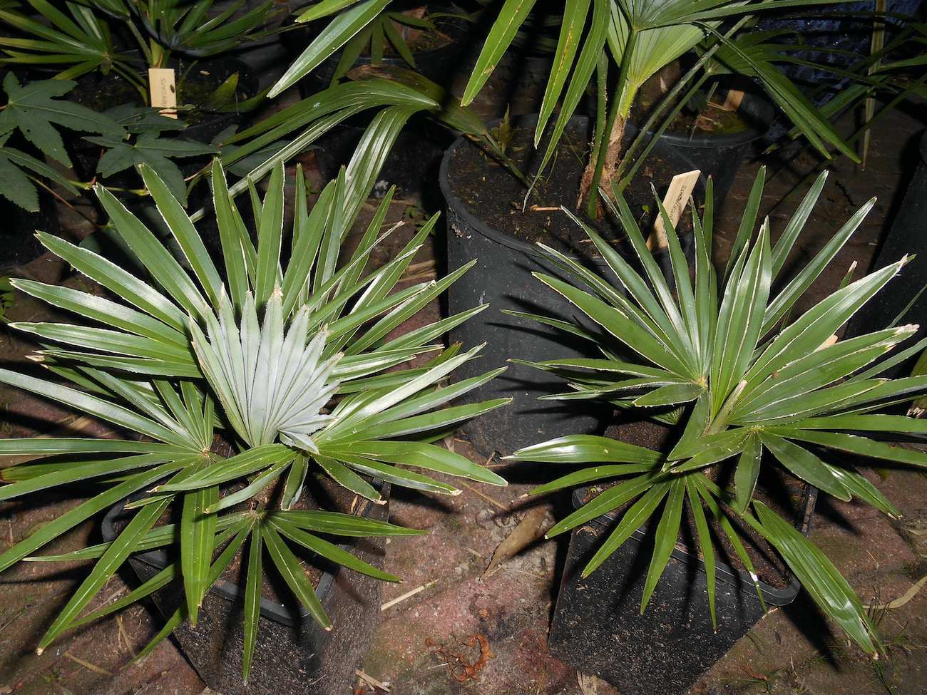 Trachycarpus princeps x wagnerianus (1).jpeg