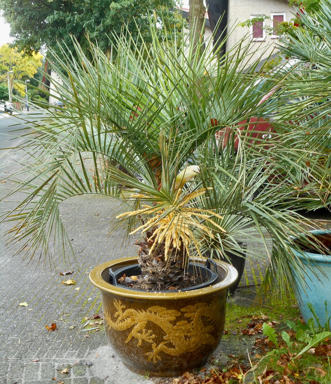 Butia odorata var. capitata.jpeg