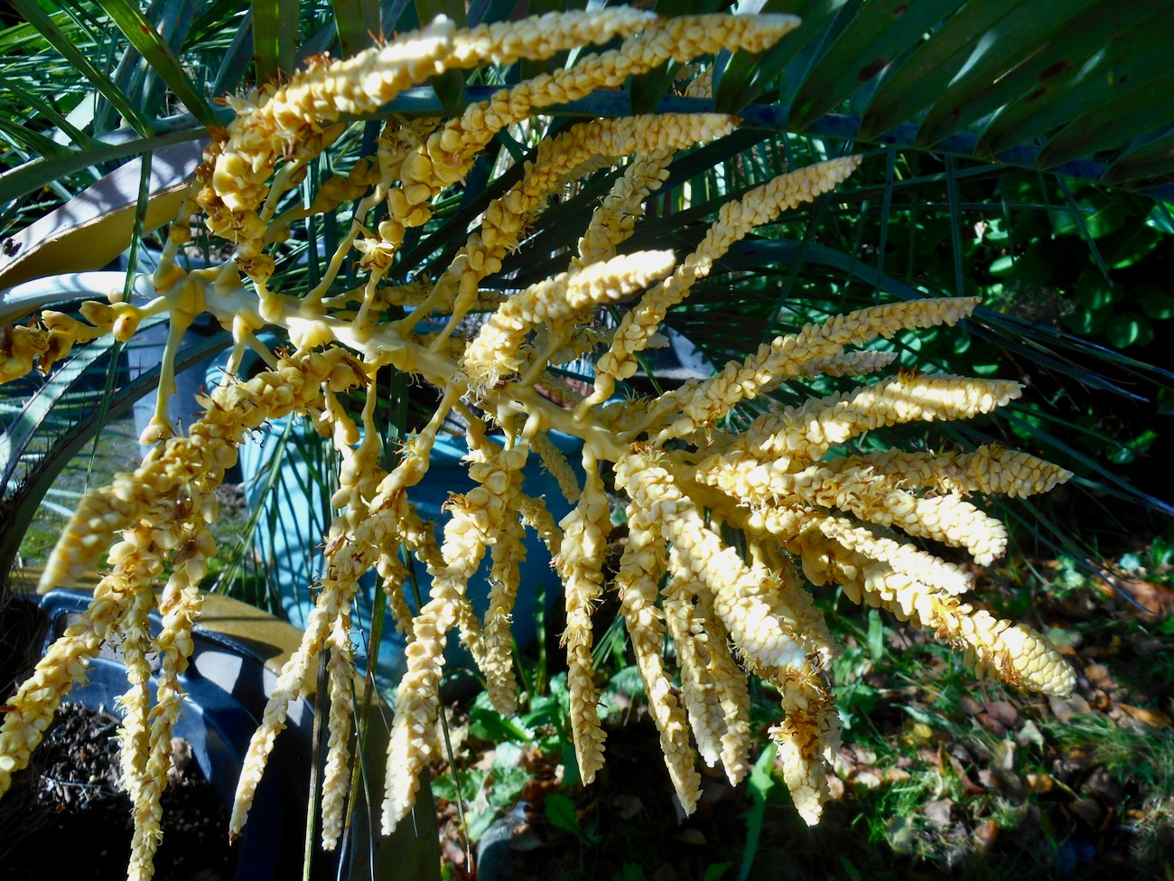 Butia odorata var. capitata (1).jpeg