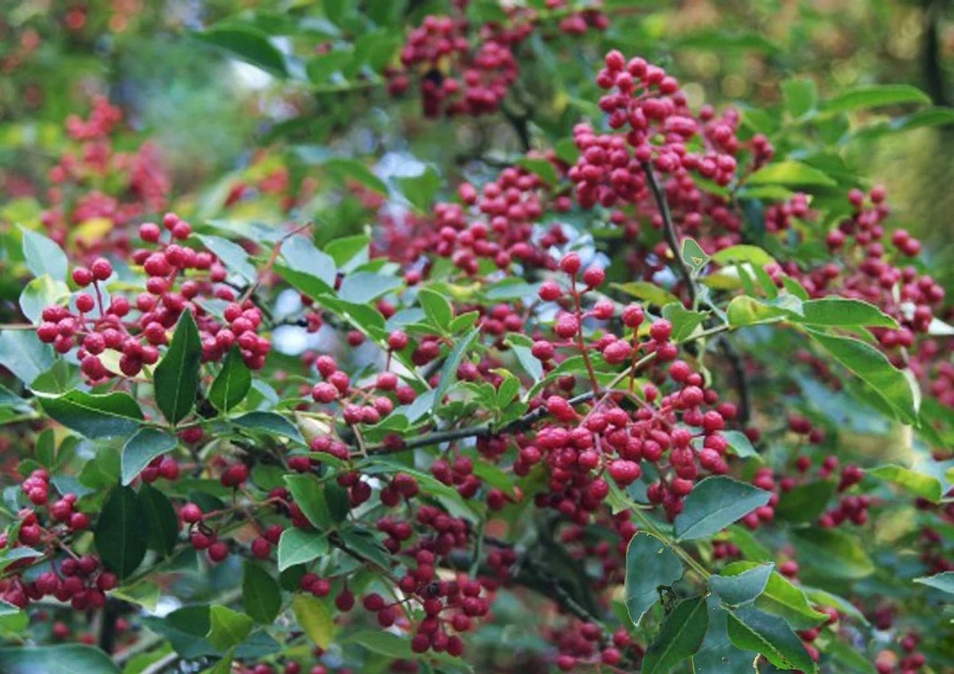 Zanthoxylum simulans ps.jpg