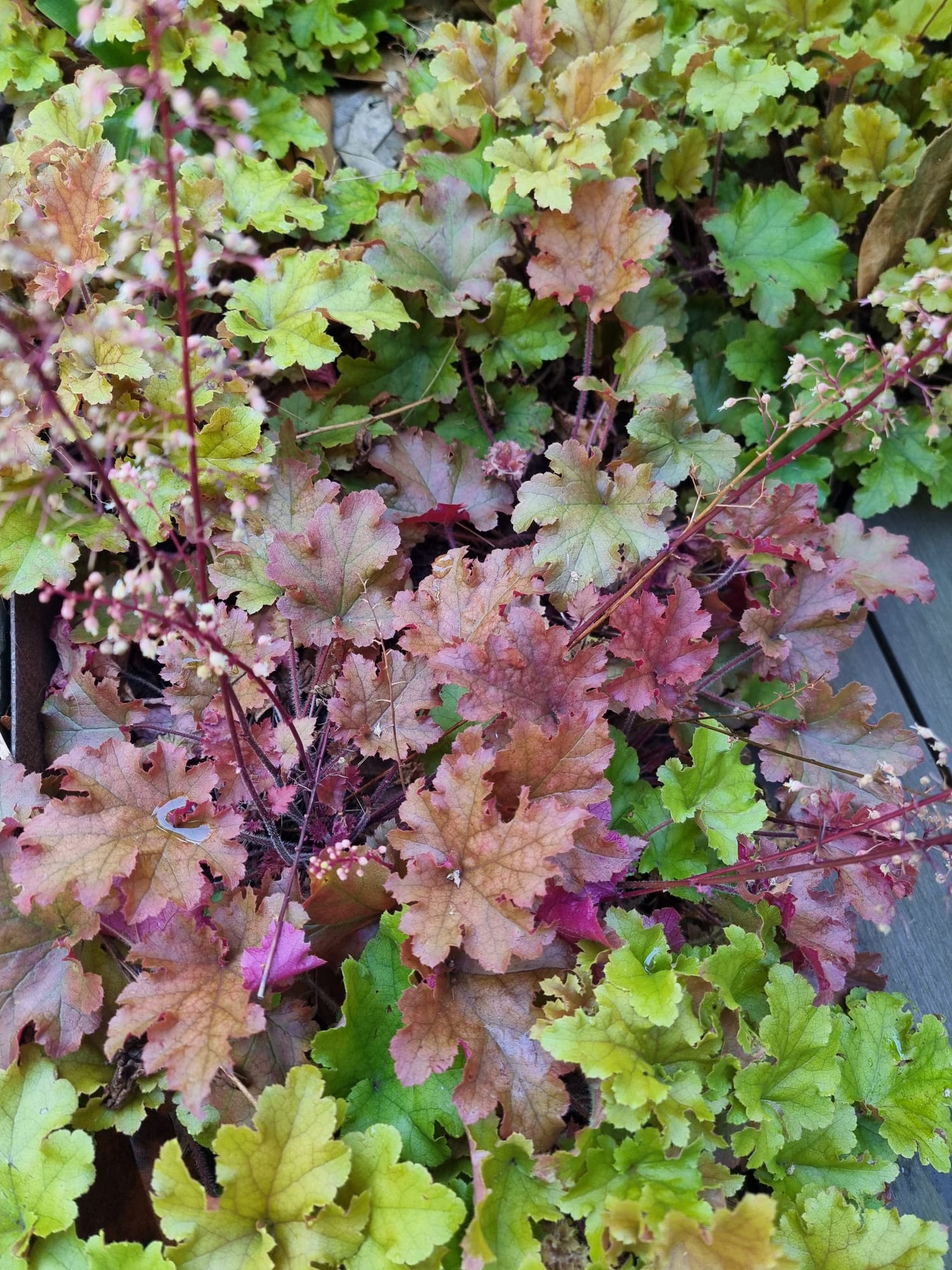 WhatsApp Image 2025-08-24 at 09.43.25 (1).jpeg