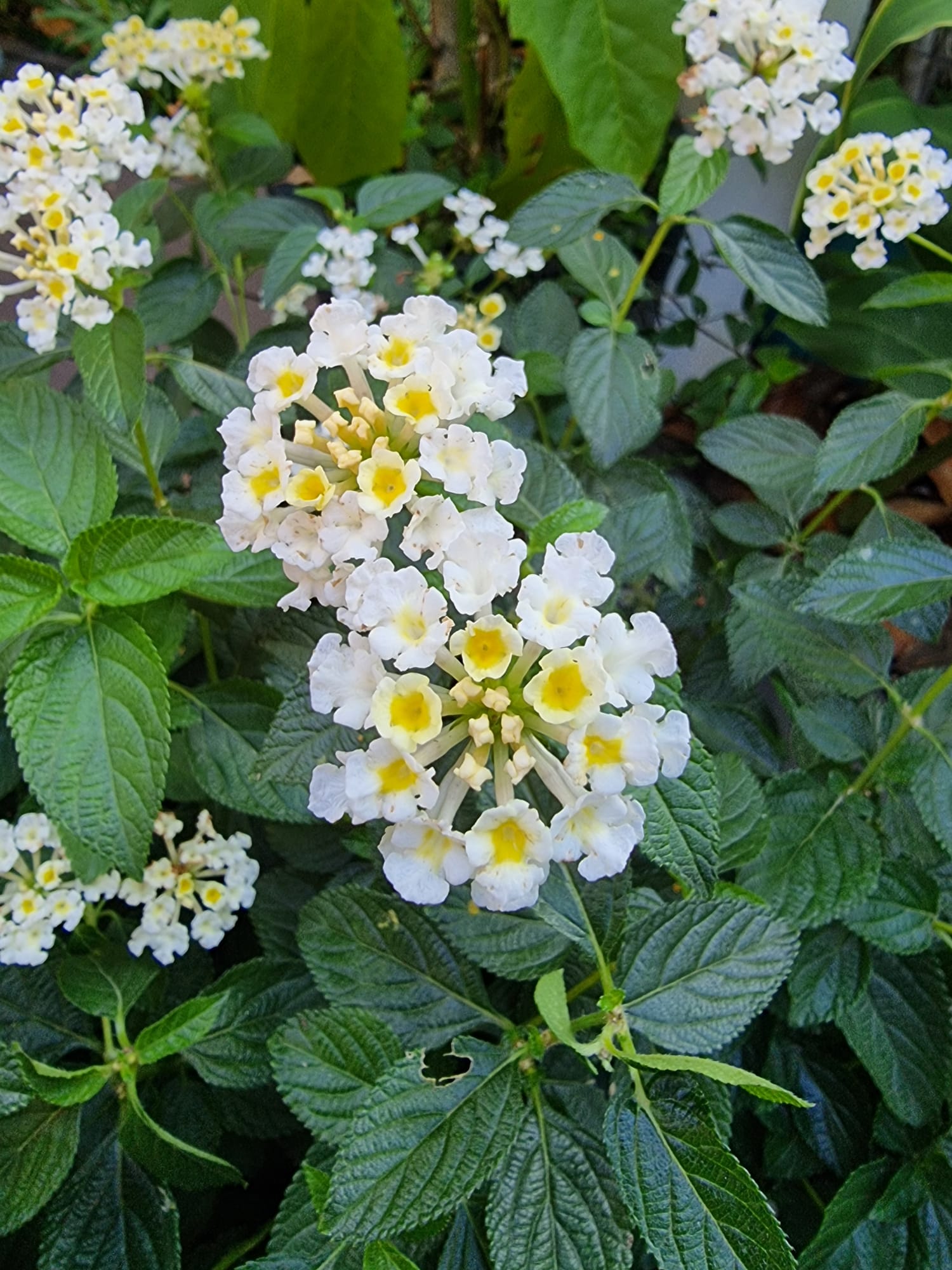 WhatsApp Image 2025-08-24 at 09.43.25.jpeg