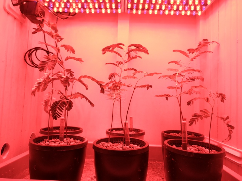 Plantencouveuse.jpg